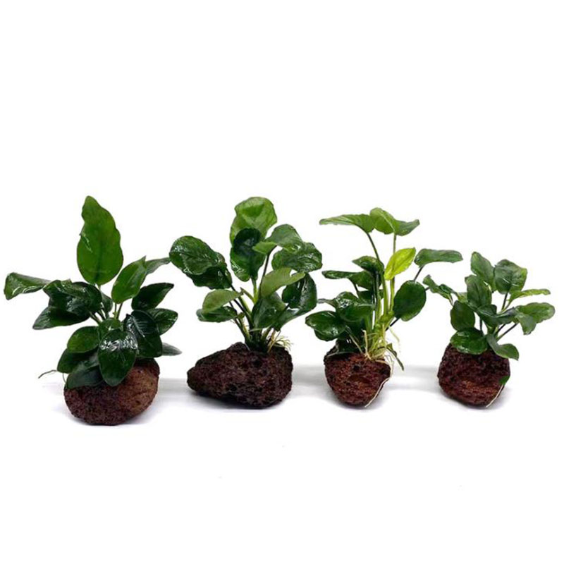 Decoração de aquário vulcânico - Aquarium Planted Tank Filter avaliação e preço