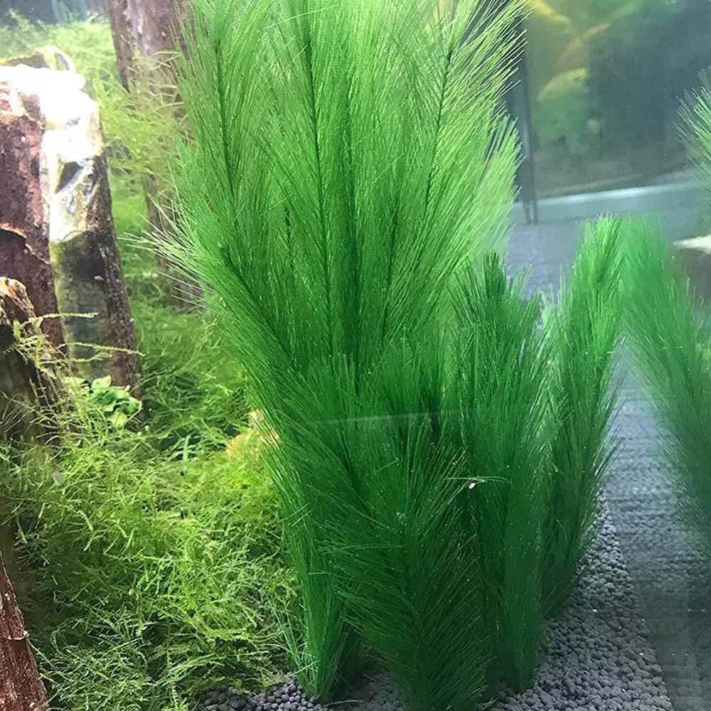 1/3 pçs 28/40cm aquário tanque - Live Plant Aquarium avaliação e preço