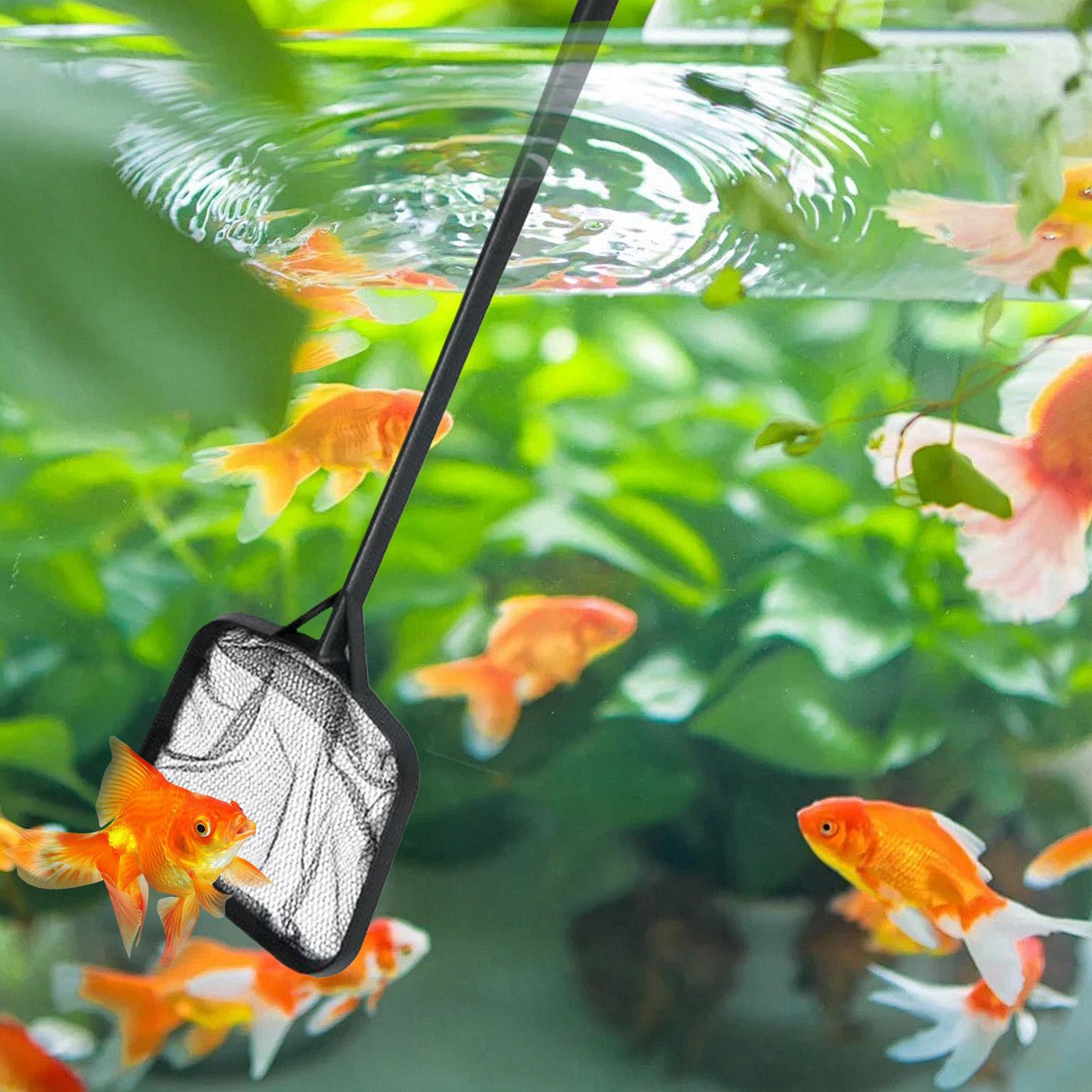 Redes para Limpeza de Piscinas - Planted Aquarium Cleaning avaliação e preço