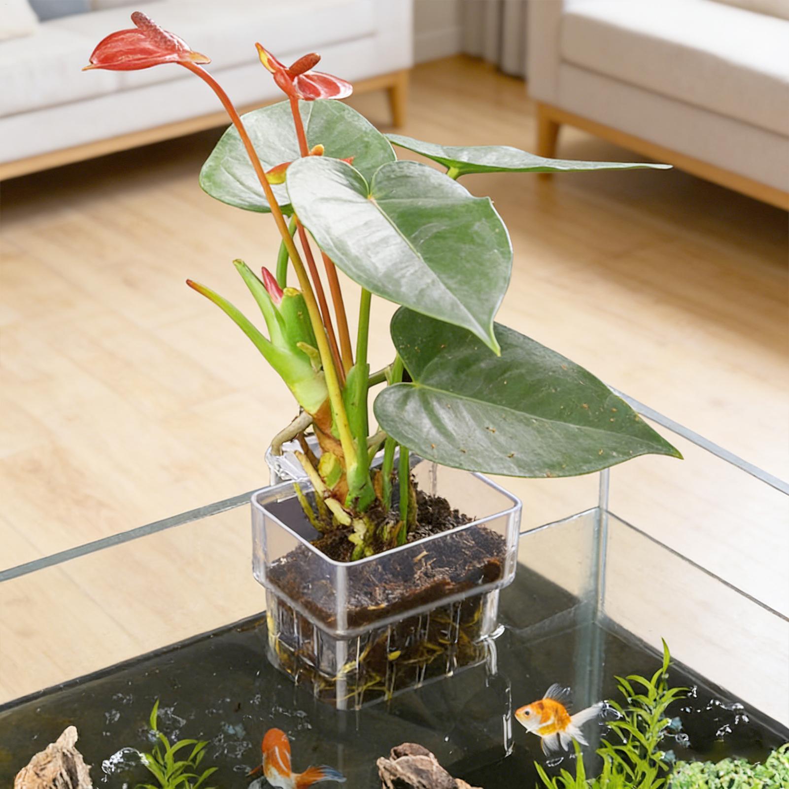 Cesto fixo para aquário, cesto - Aquarium Plants Live avaliação e preço