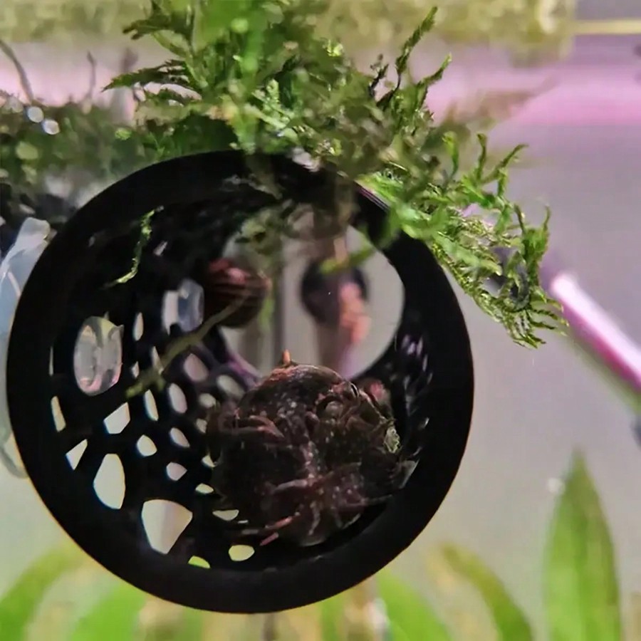 Esconderijo para Peixe Betta e - Aquarium Plants Live avaliação e preço