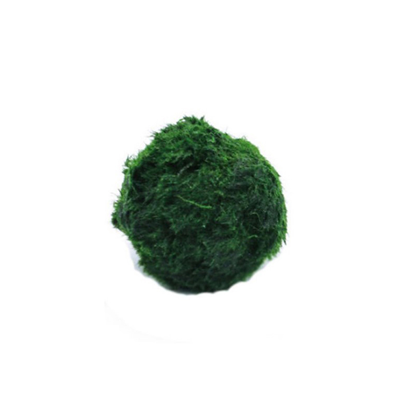 Marimo musgo bolas ao vivo aqu - Live Plant Aquarium avaliação e preço