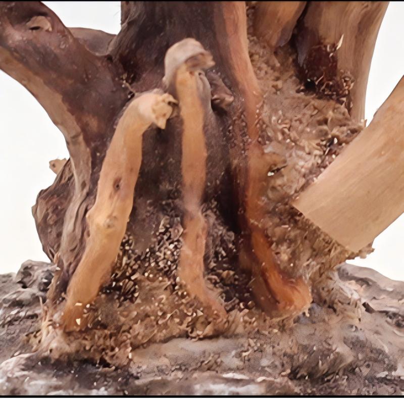1pc aquário paisagismo ornamen - Aquarium Driftwood avaliação e preço