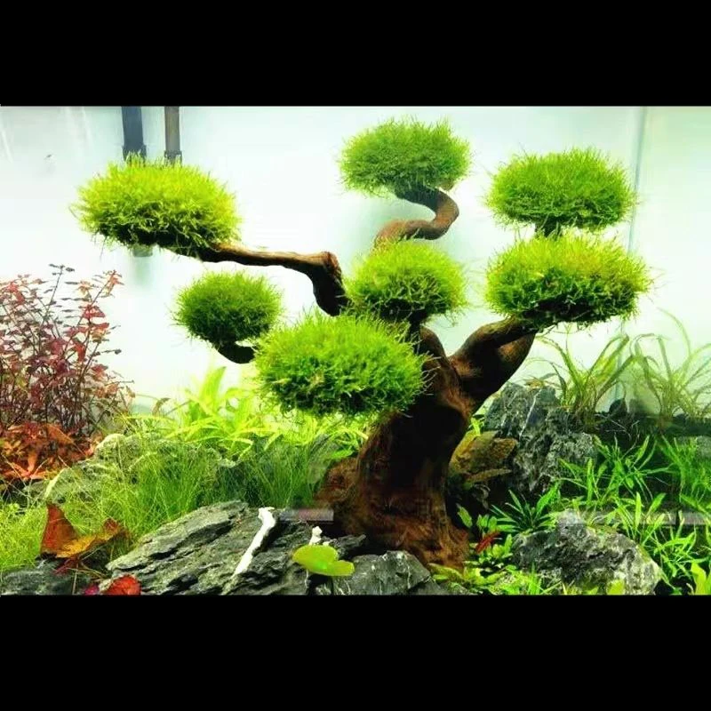 Aquário flutuante paisagismo d - Aquarium Moss avaliação e preço