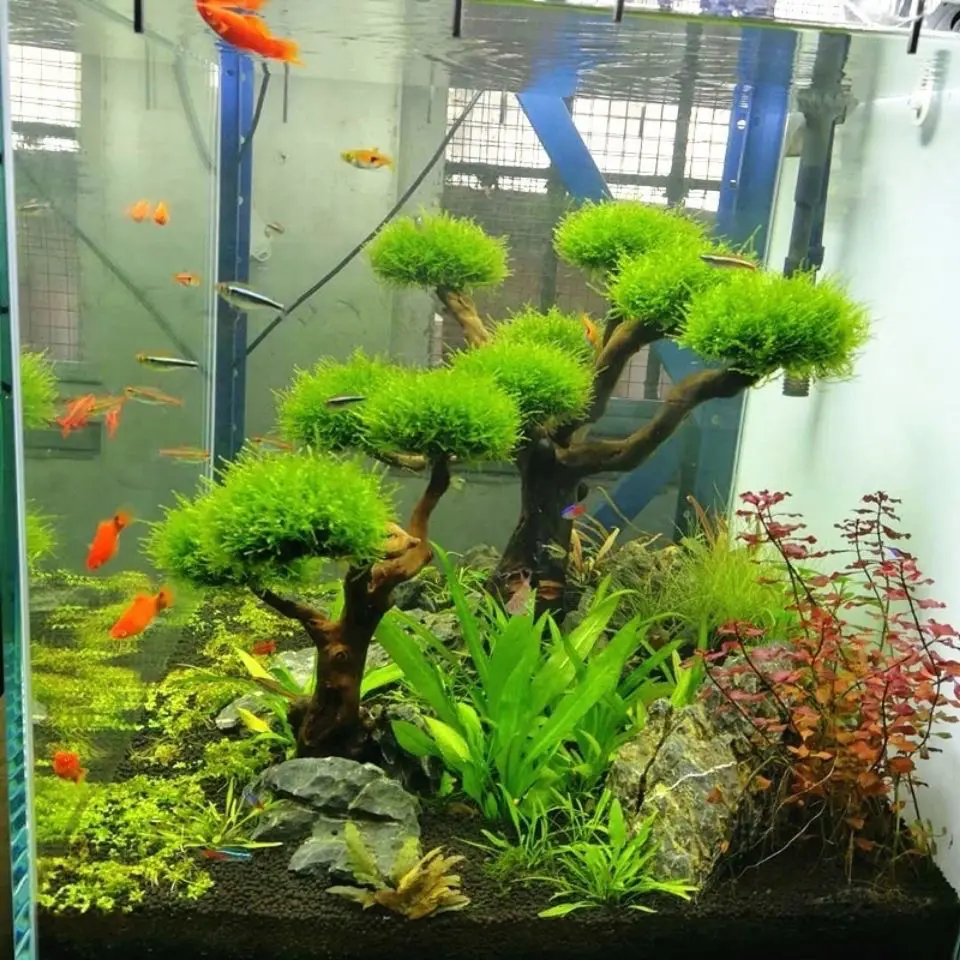 Aquário flutuante paisagismo d - Aquarium Moss avaliação e preço