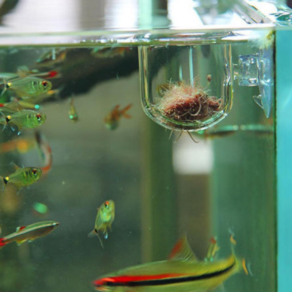 Cesto para alimentar peixes, v - Live Plant Aquarium avaliação e preço